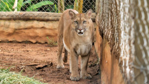 bio-park-bonito-ms-onca