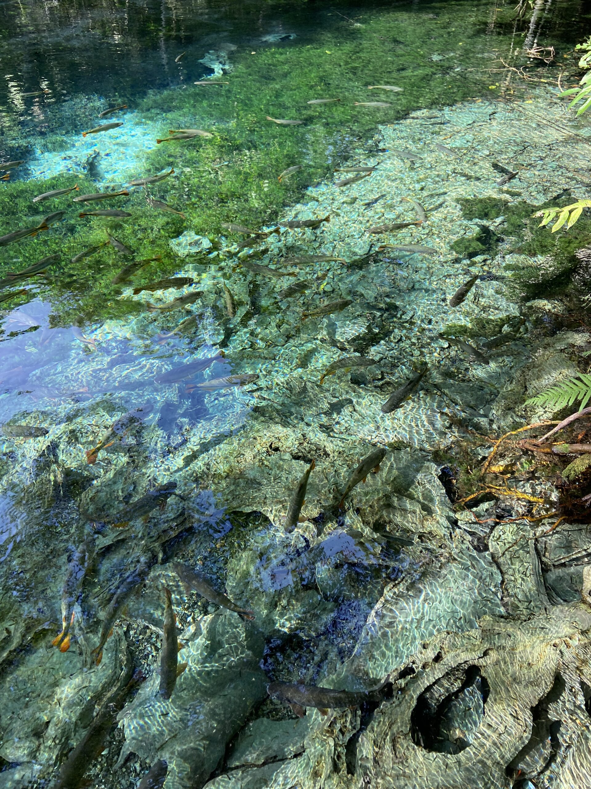 Águas transparentes do Rio Baía Bonita no Aquário Natural