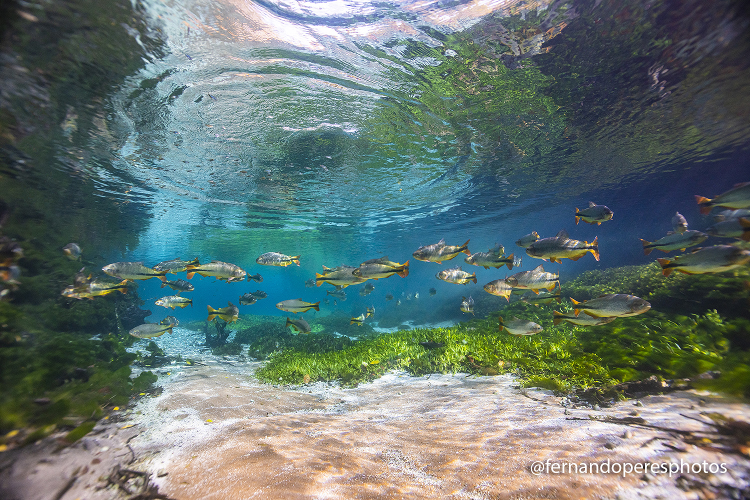 Cardume de peixes nas águas transparentes do Rio Sucuri